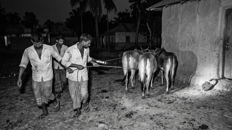 তাড়াশে গোয়ালঘরের তালা ভেঙে ৮ গরু চুরি