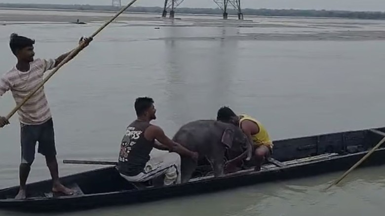 তিস্তায় স্রোতে ভেসে যাওয়া হাতিশাবককে ৩ কিলোমিটার পিছু নিয়ে উ