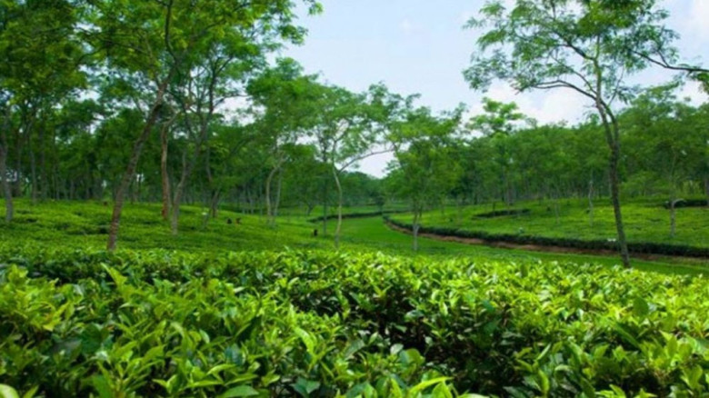চা শিল্পের উৎপাদন ও রপ্তানি বাড়াতে দীর্ঘমেয়াদি পরিকল্পনা নিচ